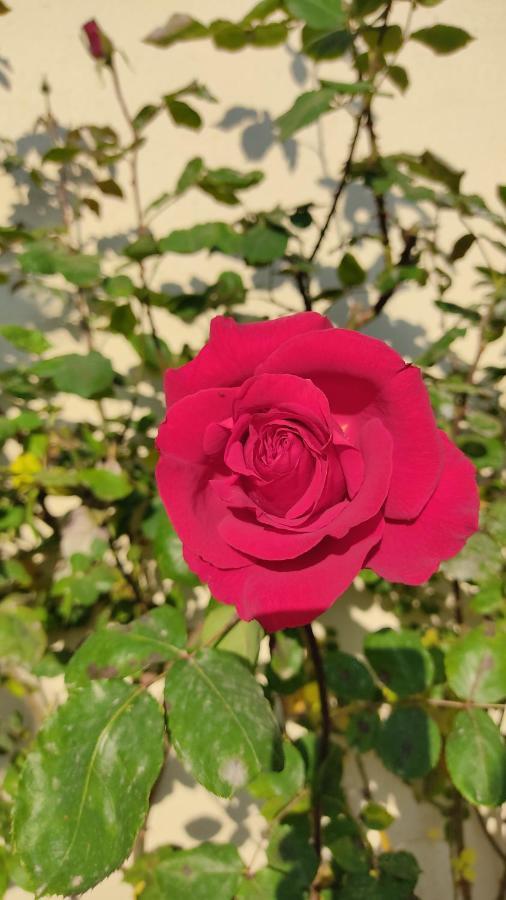 사바델 Casa Mo 아파트 외부 사진